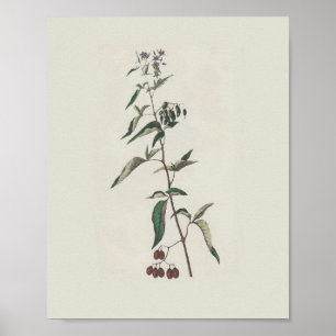 Woody Nightshade Poster