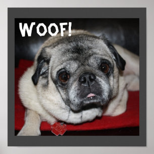 Woof, affiche Carlin