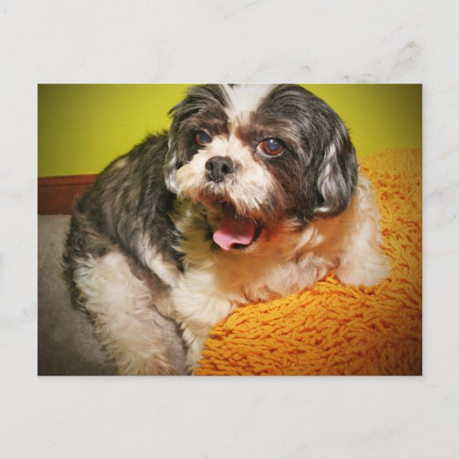 WOOF! POSTCARD (Front)