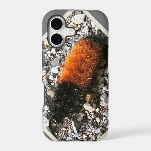 Woolly Bear Caterpillar