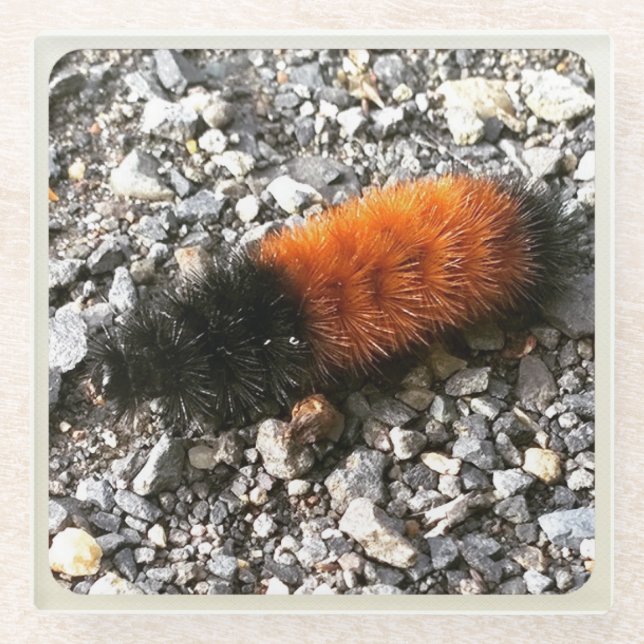 Woolly Bear Caterpillar Glass Coaster (Front)