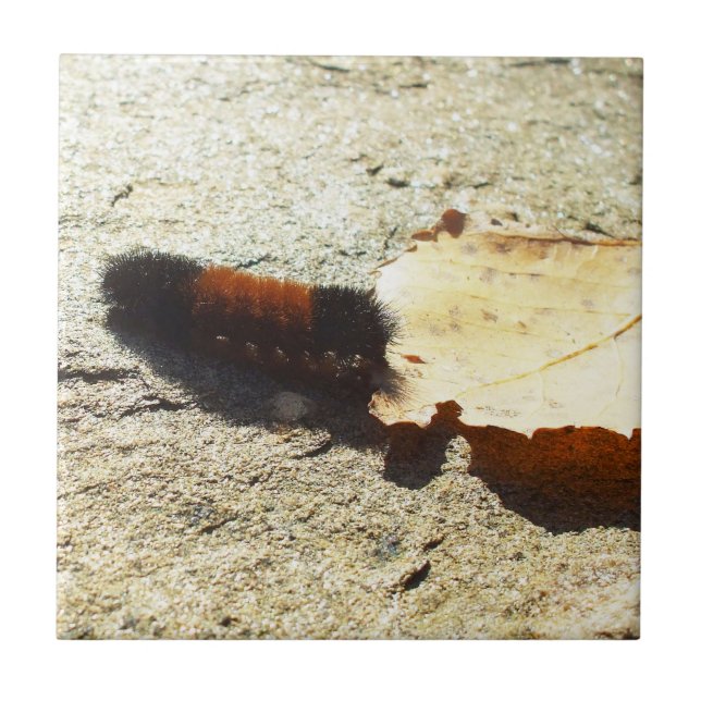 Woolly Bear Caterpillar Tile (Front)