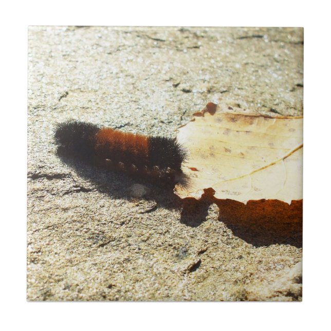 Woolly Bear Caterpillar Tile (Front)