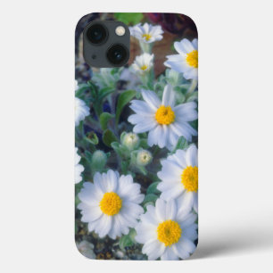 Woolly Daisy Wildflowers iPhone 13 Case