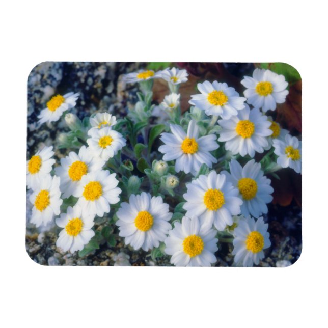 Woolly Daisy Wildflowers Magnet (Horizontal)