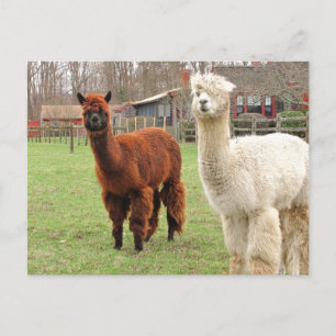 Woolly Llamas ~  postcard