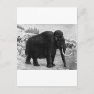 Woolly Mammoth Mod Destiny Postcard