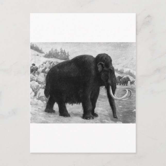 Woolly Mammoth Mod Destiny Postcard (Front)