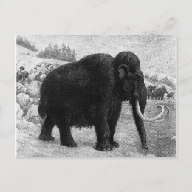 Woolly Mammoth Mod Destiny Postcard (Front)