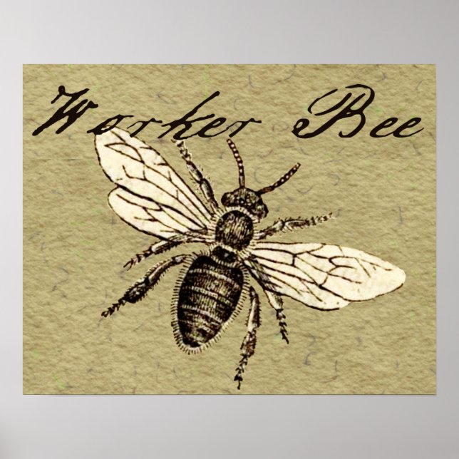 Worker Bee Insect Illustration Poster (Front)
