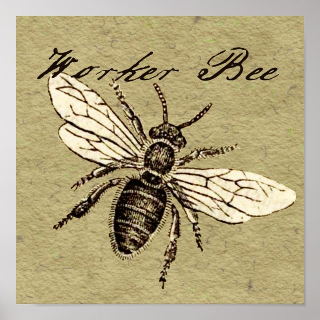 Worker Bee Insect Illustration Poster (Front)