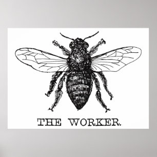 Worker Bee Pen and Ink Illustration Poster