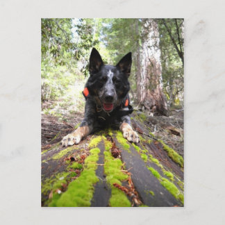 Working Dog Max at Work Conservation Canines Postcard