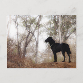 Working Dog Scooby at Work Conservation Canines Postcard