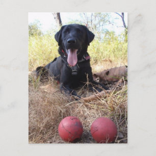 Working Dog Scooby Relaxing Conservation Canines Postcard