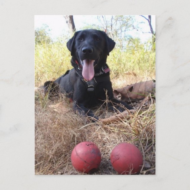 Working Dog Scooby Relaxing Conservation Canines Postcard (Front)