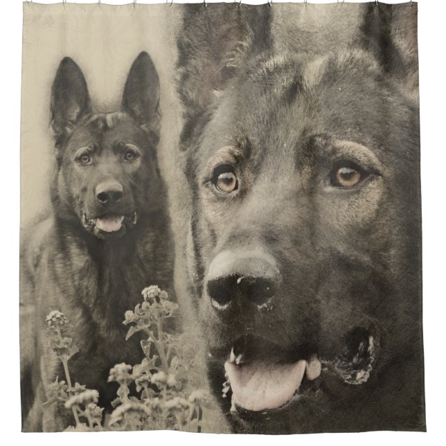 Working German Shepherd Dog  - GSD (Front)