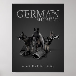 Working German Shepherd Dog  - GSD Poster