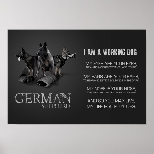 Working German Shepherd Dog  - GSD Poster (Front)