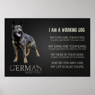 Working German Shepherd Dog - GSD Poster
