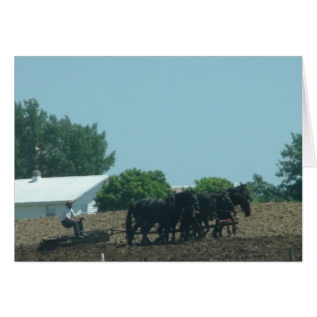 Working Horses (Front Horizontal)