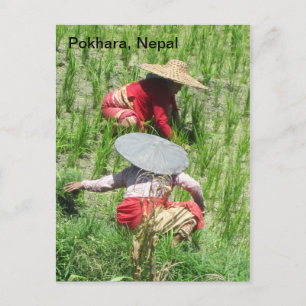 Working in the Rice Paddy Postcard