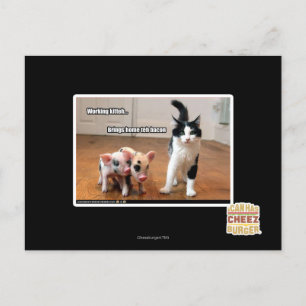 Working kitteh postcard
