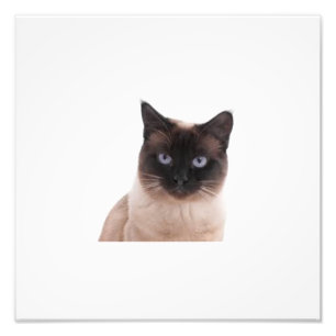 world best cute cat photo