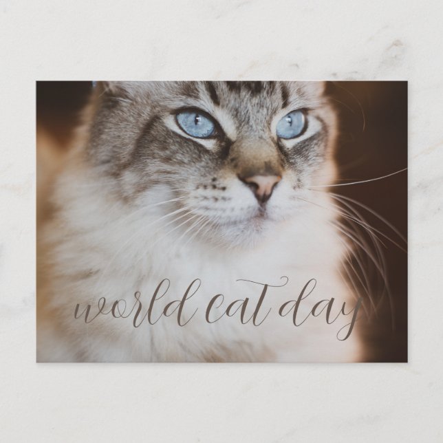 world Cat Day Postcard (Front)