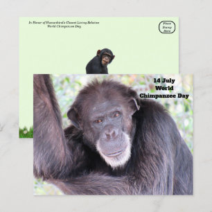 World Chimpanzee Day - July 14 Postcard