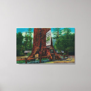 World Famous Tree House, Lilley Redwood Park Canvas Print