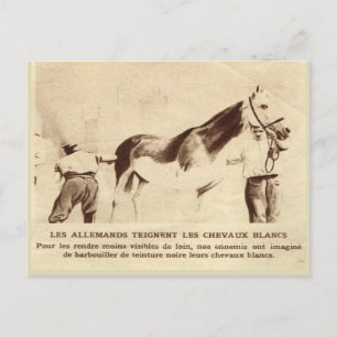 World War I, White horses painted black Postcard