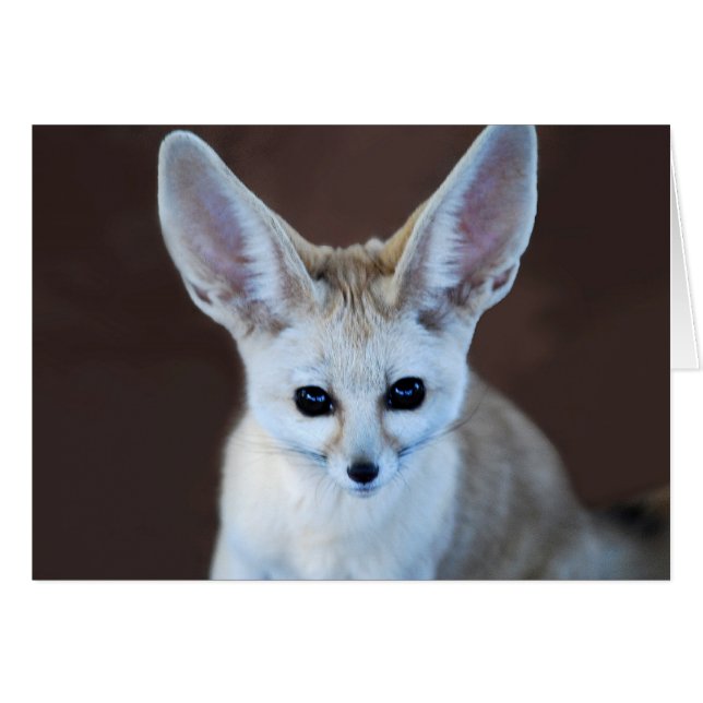 Worlds Cutest Fennec Fox (Front Horizontal)
