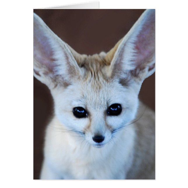 Worlds Cutest Fennec Fox (Front)