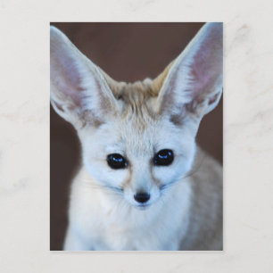 Worlds Cutest Fennec Fox Postcard