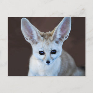 Worlds Cutest Fennec Fox Postcard