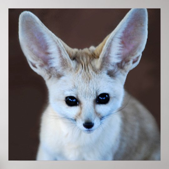 Worlds Cutest Fennec Fox Poster Zazzle Ca