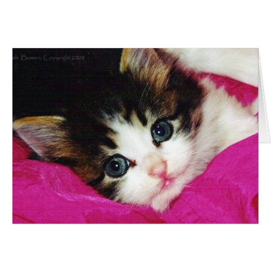Worlds Cutest Kitten