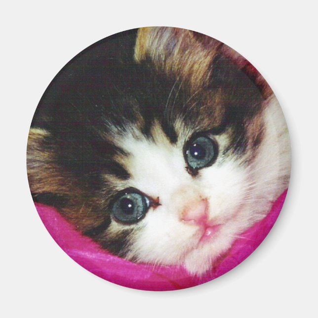 Worlds Cutest Kitten Magnet (Front)