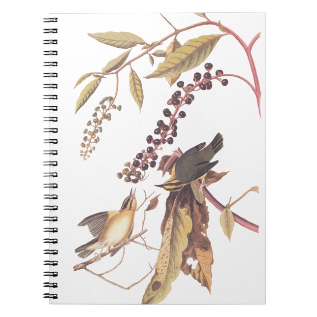 Worm-Eating Warbler Audubon songbird Notebook (Front)
