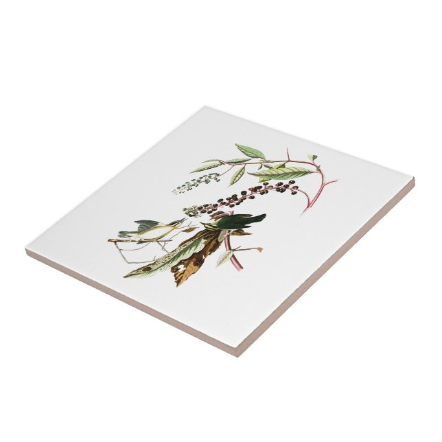 Worm eating Warbler John Audubon Birds of America Tile (Side)
