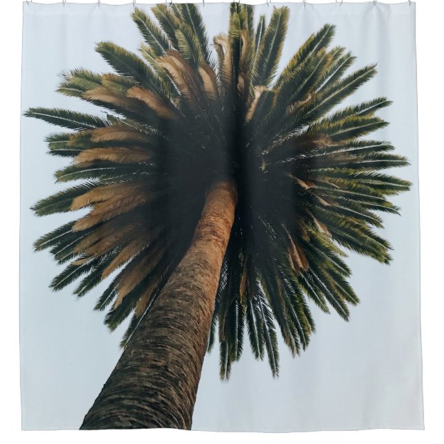 Worm eye photography of palm tree (Front)