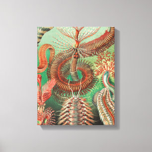 Worms, Annelids Chaetopoda by Ernst Haeckel Canvas Print