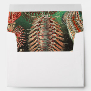 Worms, Annelids Chaetopoda by Ernst Haeckel Envelope
