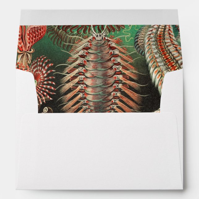 Worms, Annelids Chaetopoda by Ernst Haeckel Envelope (Back (Bottom))