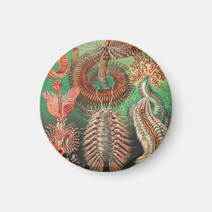 Worms, Annelids Chaetopoda by Ernst Haeckel Magnet