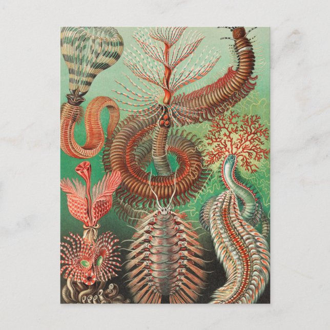Worms, Annelids Chaetopoda by Ernst Haeckel Postcard (Front)