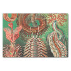 Worms, Annelids Chaetopoda by Ernst Haeckel