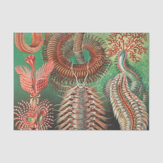 Worms, Annelids Chaetopoda by Ernst Haeckel Tissue Paper (Front)