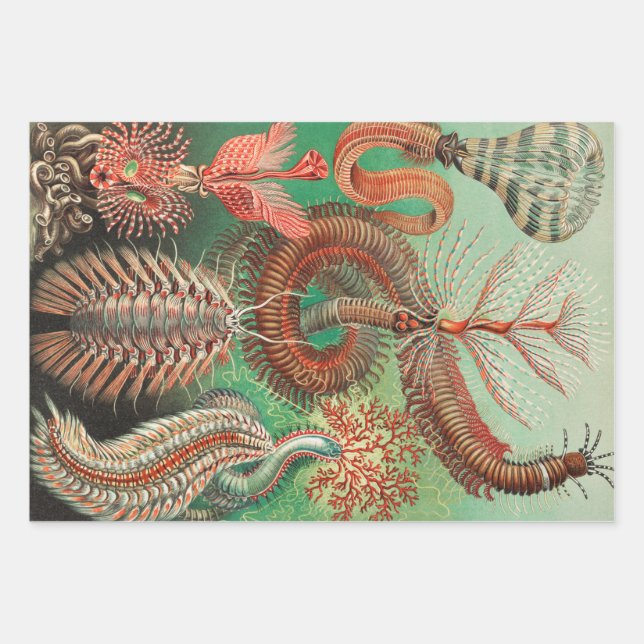 Worms, Annelids Chaetopoda by Ernst Haeckel Wrapping Paper Sheet (Front)
